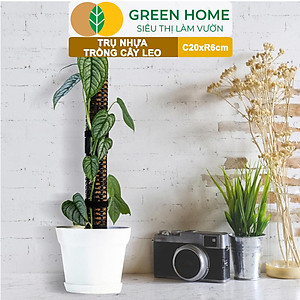 Trụ nhựa trồng cây, D20xR6cm, nhựa cứng, có khớp dễ nối dài, chuyên hệ cây leo, trầu bà, kiểng lá |Greenhome