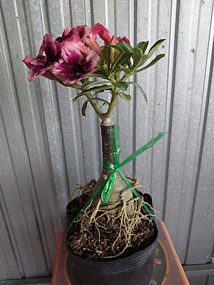 Cây Sứ Thái Kép Hoa Tím - cây cảnh để trong nhà + tặng phân bón cho cây