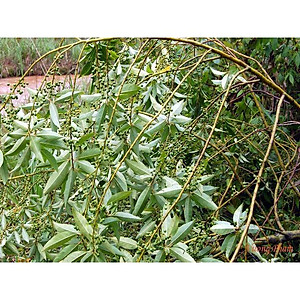 Tiêu rừng Kon Tum ( màng tang) hút chân không