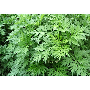 cây ngải cứu phơi khô túi 1kg