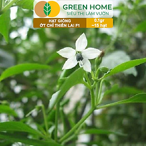 Hạt Giống Ớt Chỉ Thiên Greenhome, Gói 1gr, Sai Trái, Siêu Cay, Dễ Trồng Quanh Năm, Nảy Mầm Cao, Thu Hoạch Nhanh G10