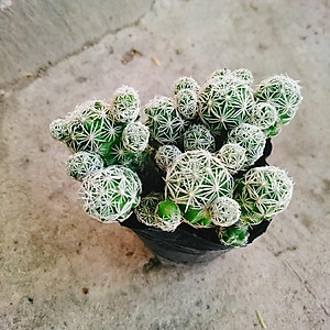 Xương Rồng Trứng Chim - cây cảnh mini