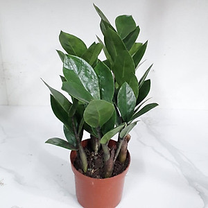 Cây Kim Tiền - Kim Phát Tài - cây cảnh để bàn - Mang May Mắn Tài Lộc