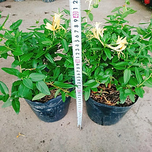 Cây Kim Ngân Hoa ( hoa chuyển màu , thân leo có hương thơm)