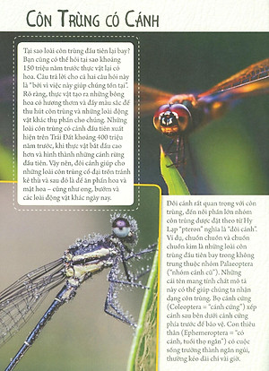 Sách Những Loài Bọ Phá Kỷ Lục - Côn Trùng Có Cánh