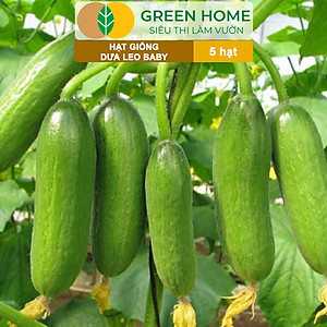 Hạt Giống Dưa Leo Baby Greenhome, Gói 5 Hạt, Trái Suôn Dạng Chùm Giòn Ngọt, Dễ Trồng Quanh Năm, Năng Suất Cao T01