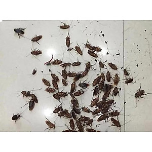 Combo 3 chai thuốc diệt kiến gián Anbio diệt tận gốc kiến hôi, kiến đen, kiên lửa, gián đức