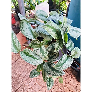 Cây trầu bà pháp - cây cảnh để trong nhà + tặng phân bón cho cây