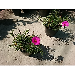 Cây hoa mười giờ mỹ - cây cảnh vườn + tặng phân bón cho cây