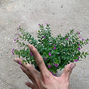  Cây cẩm tú mai nhiều thân nhánh xum xuê phù hợp trồng trang trí  cảnh quan, sân vườn và công viên