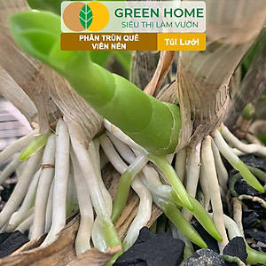 Phân Trùn Quế Viên Nén Greenhome, Lavamix, Túi lưới, Dinh Dưỡng Hữu Cơ, Không Mùi, Tốt Cho Lan, Bonsai, Rau