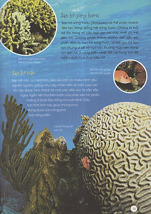 Sách Động Vật Xinh Đẹp