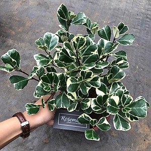 Cây BÀNG CẨM THẠCH - Bàng Trái Tim Mini để bàn