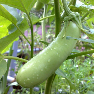 Hạt giống Cà Xanh Mỡ cao sản giống khỏe ngắn ngày năng suất cao VTS194