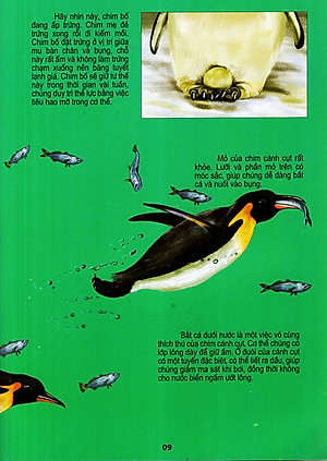 Sách Thế Giới Động Vật Kì Thú - Thế Giới Loài Chim