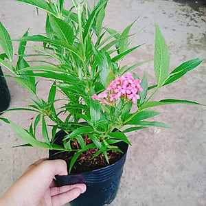 Cây Liễu Hồng - cây cảnh vườn + tặng phân bón cho cây mau lớn