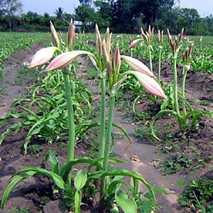 Trà Trinh Nữ Hoàng Cung Sấy Khô (500gr)