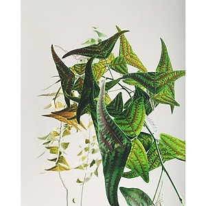 Cây Bướm Xuân - cây cảnh để bàn + tặng phân bón cho cây