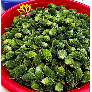 (COMBO 2 HŨ) TRÀ TRÁI KHỔ QUA RỪNG HŨ 45g - HƯƠNG SEN VIỆT