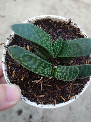 Cây Sen Mỏ Vịt - cây cảnh để bàn + tặng phân bón cho cây