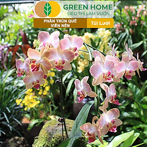 Phân Trùn Quế Viên Nén Greenhome, Lavamix, Túi lưới, Dinh Dưỡng Hữu Cơ, Không Mùi, Tốt Cho Lan, Bonsai, Rau