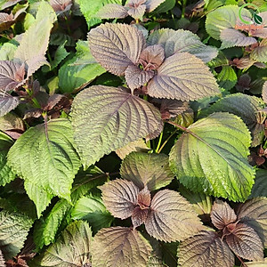 Bột Tía Tô Sấy Lạnh Nguyên Chất Quảng Thanh Hộp 45g  - Giảm mụn, mờ thâm nám, giảm gút, giảm cảm cúm, làm đẹp