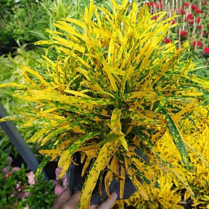 Cây vàng bạc + Tặng phân bón cho cây mau lớn