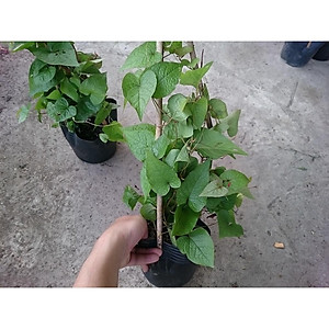 Cây hoa tigon - cây cảnh vườn + tặng phân bón cho cây