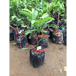 Cây Ổi Nữ Hoàng - cây ăn quả + tặng phân bón cho cây