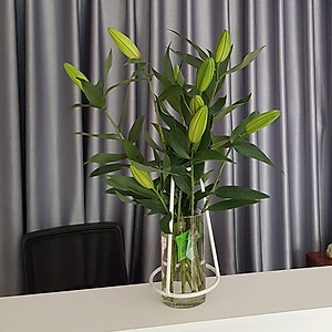 Chăm sóc hoa lâu tàn bằng bột dưỡng cho hoa cắt cành nhập khẩu Israel (Set 50 gói) giữ hoa lâu tàn gấp 2 lần bình thường và 14 ngày không thay nước mới