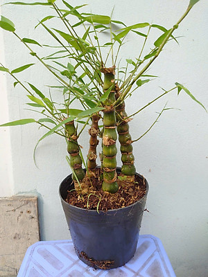 Cây Trúc Quan Âm - Trúc Phật Bà - Cây trúc đùi gà - cây tre đùi ếch