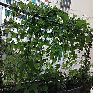 Lưới làm giàn cây leo, nhiều kích thước , độ bền cao, dễ lắp đặt, làm giàn bầu, mướp, bầu, bí