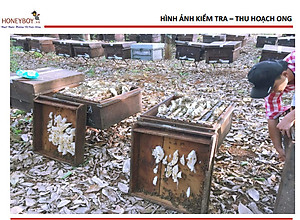 Mật ong 5 sạch Honeyboy 1KG