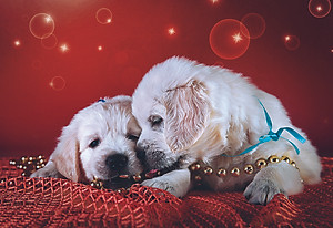 Tranh xếp Hình Tia Sáng Nương Tựa (247 Mảnh Ghép)