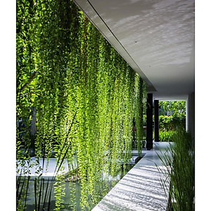 Cây cúc tần ấn độ - cây cảnh vườn + tặng phân bón cho cây