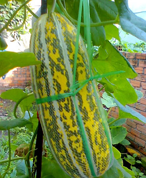 Hạt giống dưa gang - dưa bở cao sản giống khỏe năng suất cao VTP24