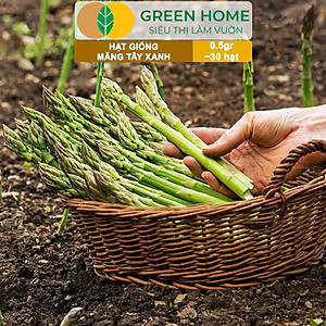 Hạt Giống Măng Tây Xanh Greenhome, Gói 0.5g~30 hạt, Dễ Trồng Quanh Năm, Nảy Mầm Cao, Thu Hoạch Nhanh, Năng Suất Cao T19