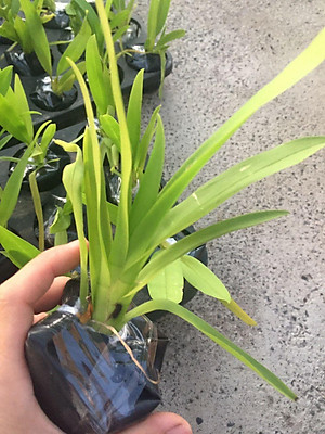 hoa phong lan vũ nữ cam lửa