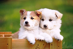 Bộ tranh xếp hình 150 mảnh – Bên Nhau 