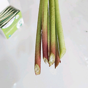 Bột Cắm Hoa Lily Tươi Lâu, Hiệu Longlife nhập khẩu Isarel (Bộ 30 gói)