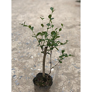 Cây hoa tường vi cao 50 cm (ảnh thật)