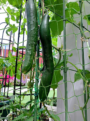 Lưới làm giàn cây leo, nhiều kích thước , độ bền cao, dễ lắp đặt, làm giàn bầu, mướp, bầu, bí