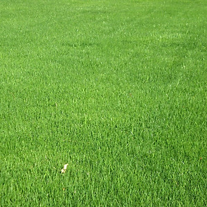 Hạt giống Cỏ Trồng Thảm Bermuda VTS180