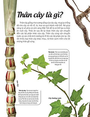 Bách Khoa Thư Về Thế Giới Thực Vật - Cây, Lá, Hoa Và Hạt