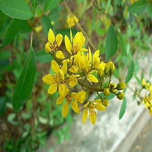 Cây Kim Đồng Vàng - cây cảnh vườn + Tặng phân bón cho cây mau lớn