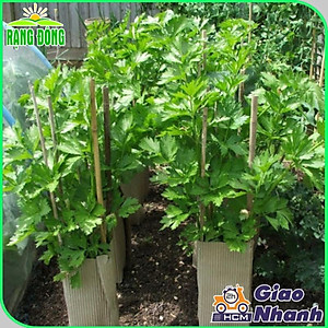 Hạt giống Rau Cần Tây Thera Chịu Nhiệt, Sinh Trưởng Tốt (gói 5 gram) - Hạt Giống Rạng Đông