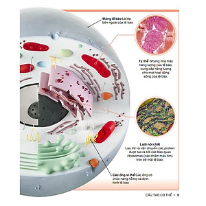 Sách Tri Thức Trong Lòng Bàn Tay - Bách Khoa Thiếu Nhi Cơ Thể Con Người