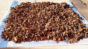 Đặc Sản Kon Tum - Ngọc Cẩu Khô Đặc Sản Kon Tum (Nấm Tỏa Dương) 1Kg - OCOP 3 Sao