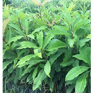 Cây lộc vừng hoa đỏ, cây cao 40-50cm