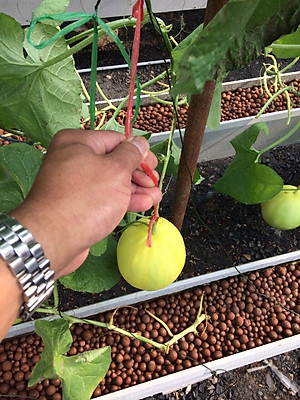 Viên đất sét nung (sỏi nhẹ leca / keramite) popper trồng xương rồng,sen đá, thủy canh, lọc nước THAILAND - 1 lít